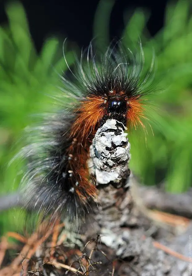 Фотография: Микромир Байкала №24 - BigPicture.ru