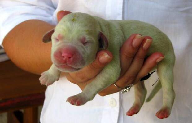 Аномалия в Испании - щенки с зеленой шерстью