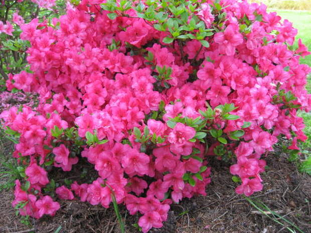 Рододендрон Пурпуркиссен «Purpurkissen»(карлик)