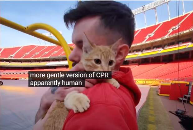 спасение котенка на стадионе