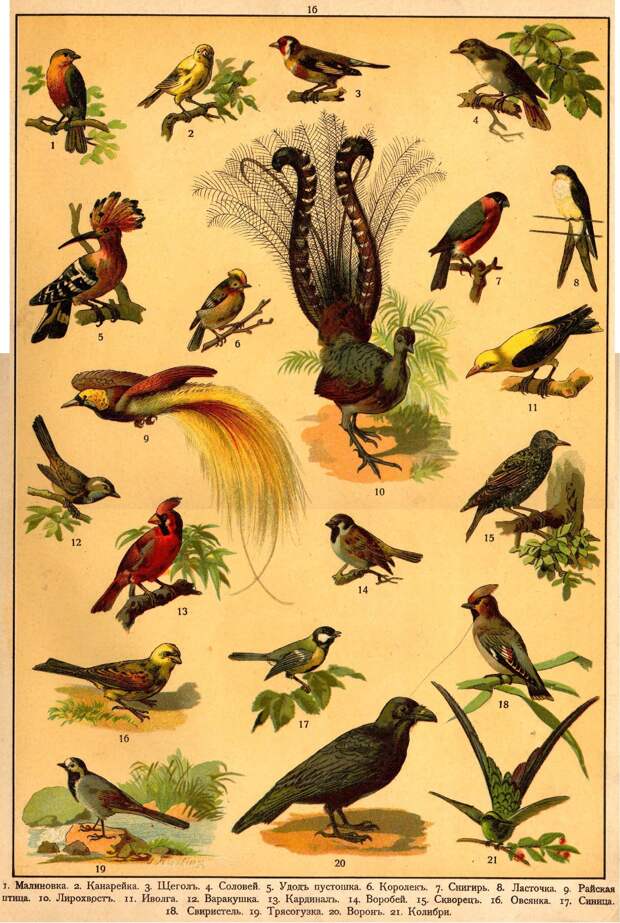 Царство животных в картинах. 1903