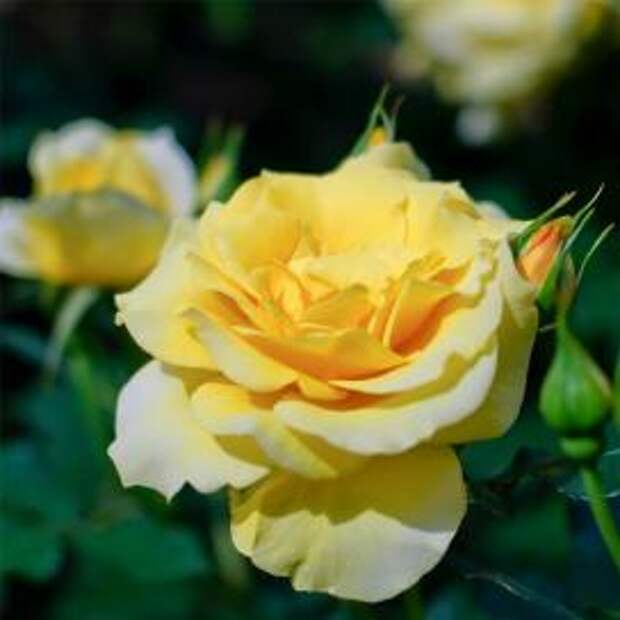 Желтая роза (Yellow Rose)