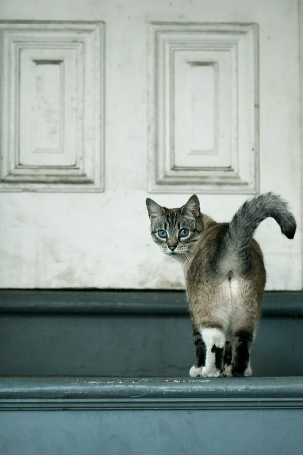 кошачья попа