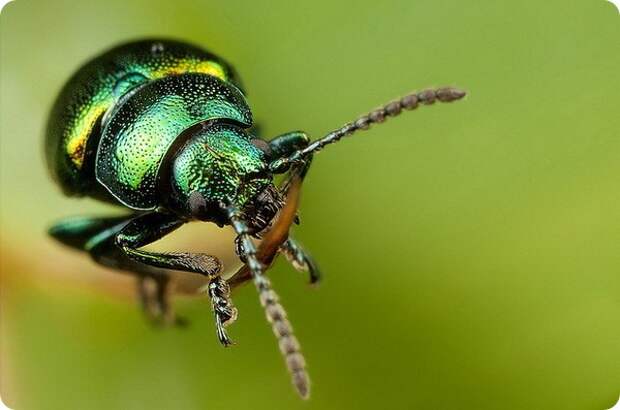 Щавелевый листоед (лат. Gastrophysa viridula)