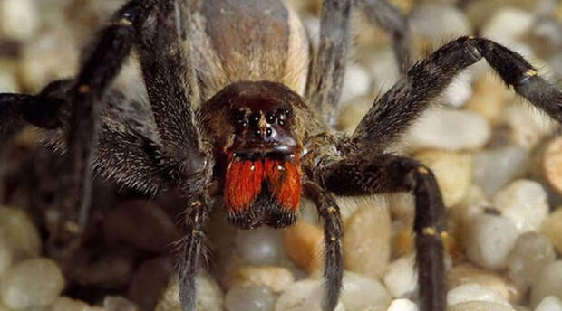Пять самых опасных пауков на планете. Некоторые есть и у нас!