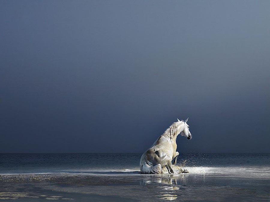 Грация прекрасных лошадей в фотопроекте Equus