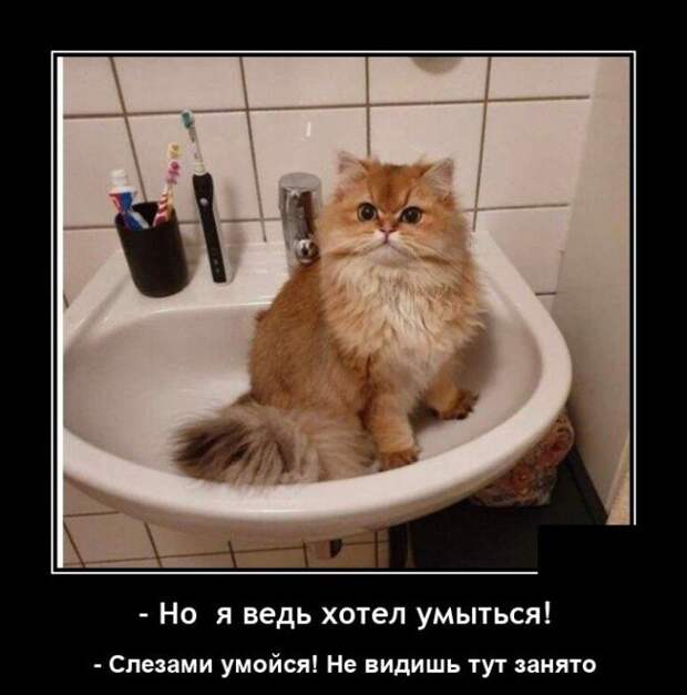 Демотиватор про кота