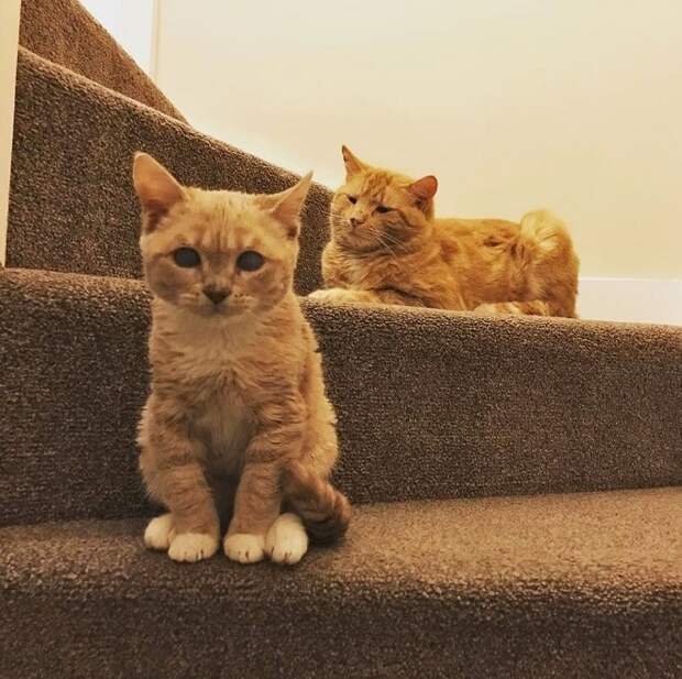 Коты на ступеньках