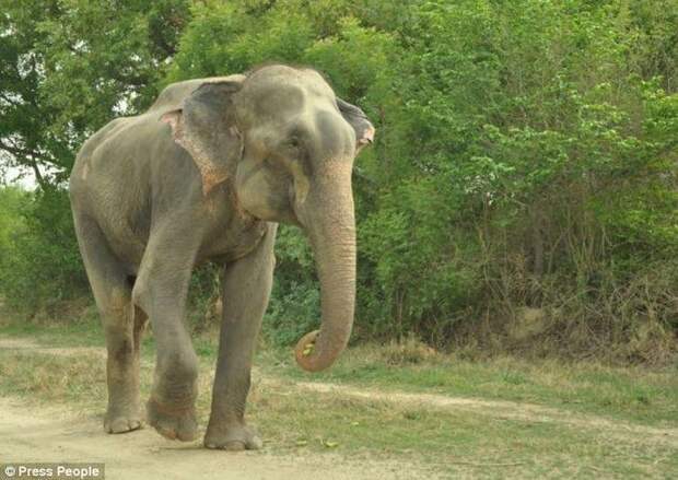 Radga08 Спасение слона, проведшего 50 лет в неволе, который плакал от счастья