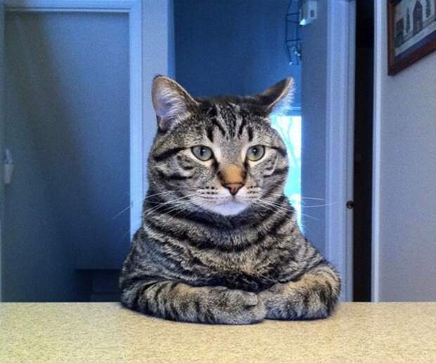 30 фотографий, которыми коты могут гордиться