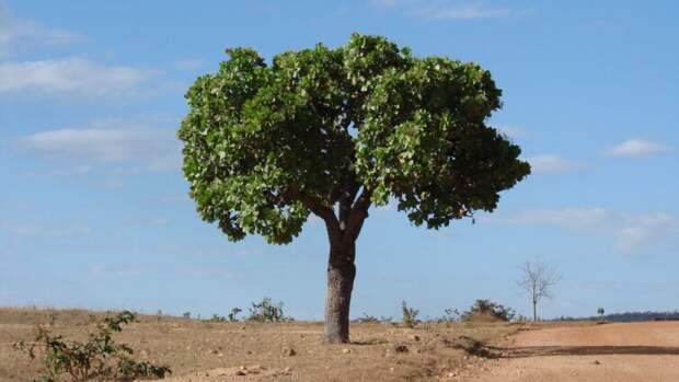 Дерево чапарро (Curatella americana)