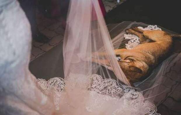 Бездомная собака, едва не испортившая свадьбу, обрела новых хозяев в лице молодоженов (4 фото)