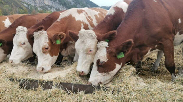 Алтайские фермеры потеряли свыше 1 млрд рублей из-за забоя скота на фоне пастереллеза