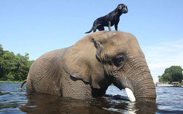 Слон и пес, которых подружила вода брошеные звери, дружба животных, животные, слон, собака, спасения животных, удивительносафари парк