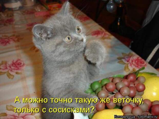 Котоматрицы(картинки с надписями)