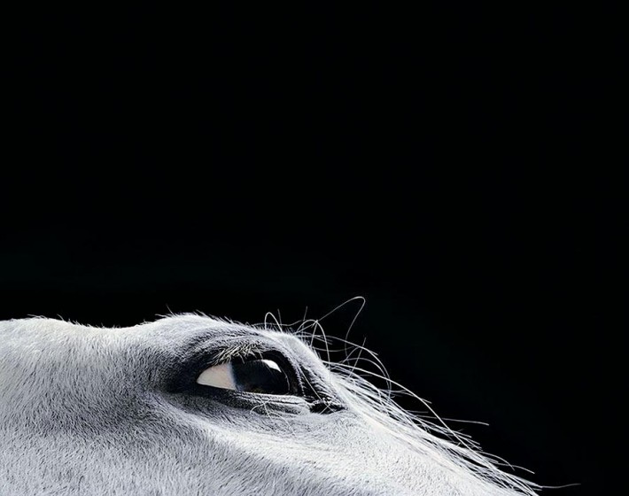 Фотопроект Equus: Красота Лошади