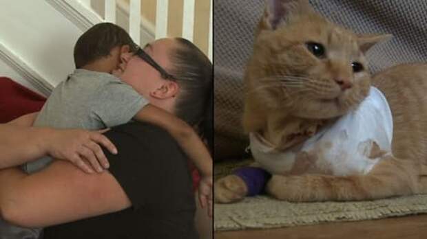 Эти отважные коты спасли жизнь своим хозяевам