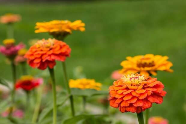 Zinnias are in full brilliant Autumn bloom.