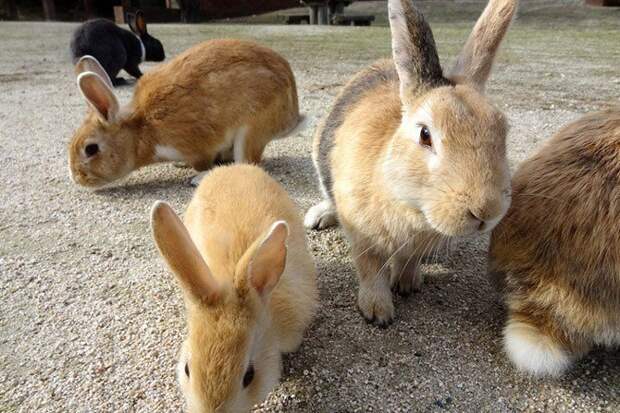 Тайны Острова кроликов в Японии милота, остров кроликов, япония