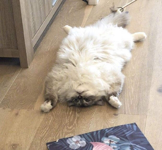 Животные, которые постигли дзен