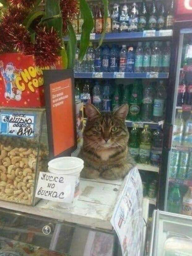 Усатые мурлыки, у которых от работы заболели лапки