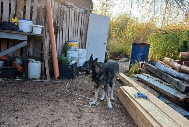 Нижегородские зоозащитники забрали у хозяина жестоко избитую собаку