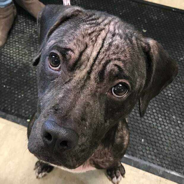 hairless-dog-2