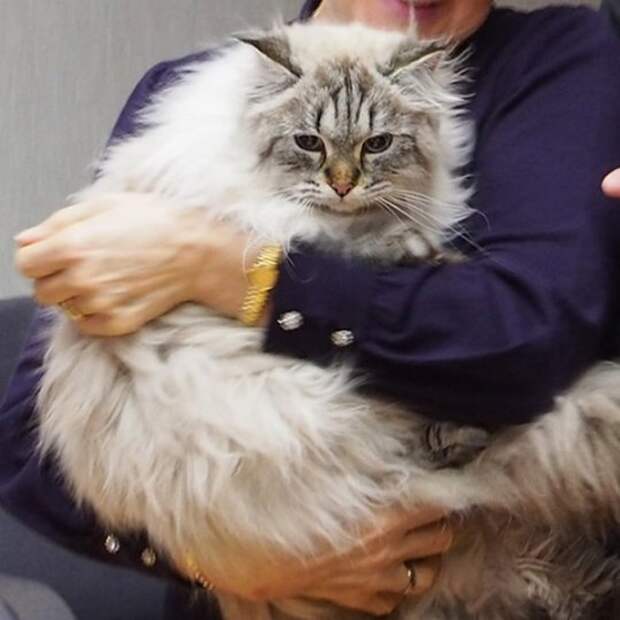 Губернатор японской Акиты рассказал о подаренном Путиным коте