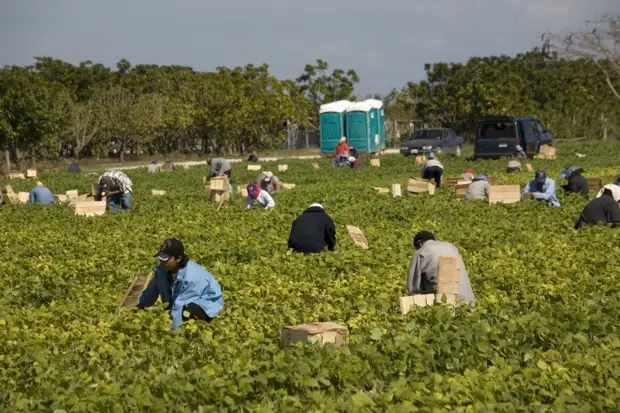 Стратегия барьеров: сможет ли стена на американо-мексиканской границе сократить нелегальную миграцию в США