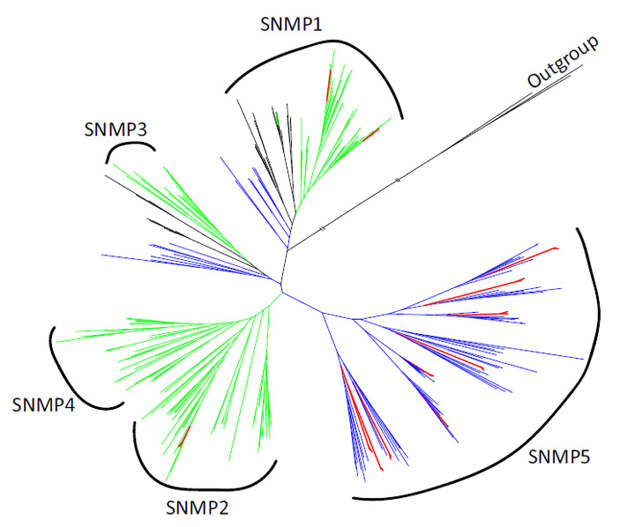 Рис. 5. Филогенетическое дерево генов сенсорных нейронных мембранных белков (SNMP)