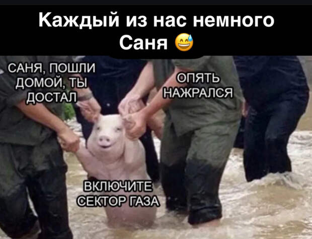 Свинья-Саня, которая напилась. Мем про любого нашего друга