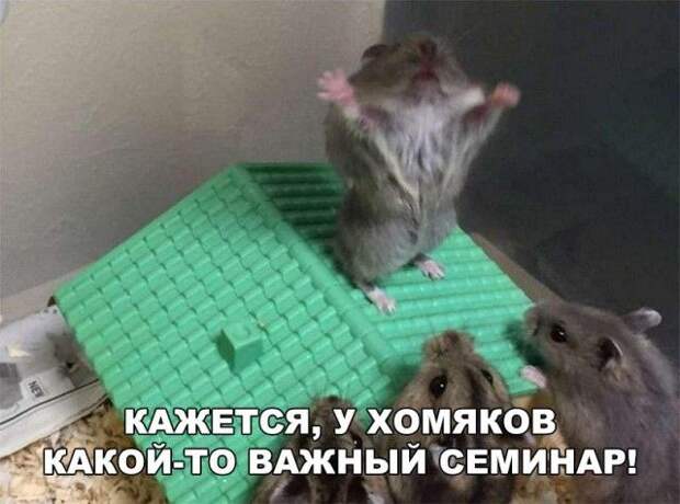 Смешные картинки (20 фото)