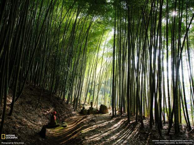 natgeowllppr16 natgeowllppr16 990x742 Обои для рабочего стола от National Geographic за июнь 2013