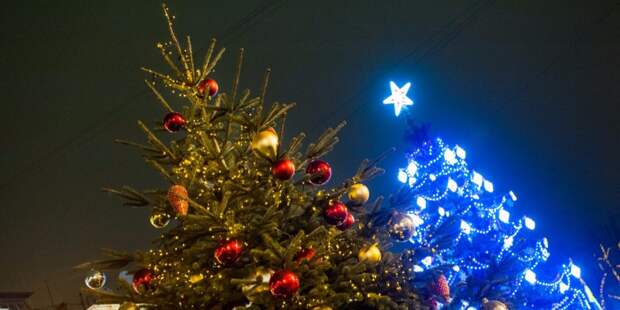 Три новогодние ёлки установят в Ростокине в этом году