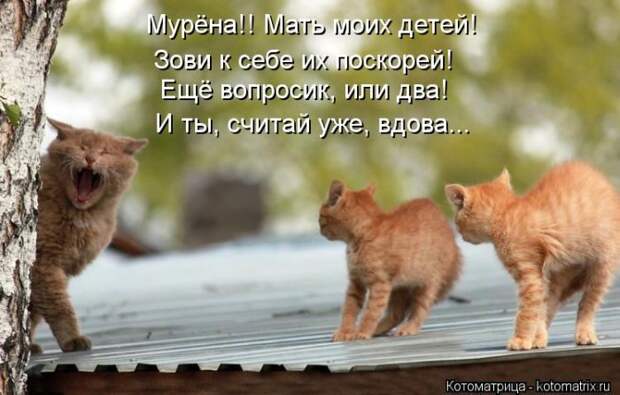 Лучшие котоматрицы недели Лучшие котоматрицы недели