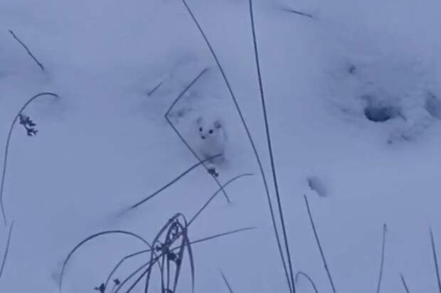 В Ленобласти засняли ласку после удачной охоты: найдите белое на белом