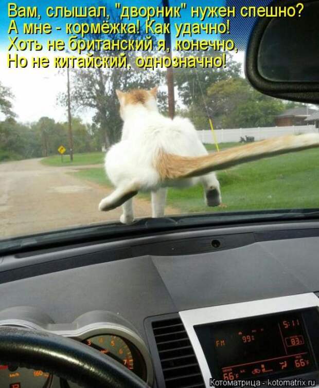 Котоматрицы(картинки с надписями)