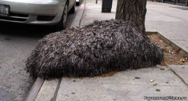 Волосатый шар на улице Нью-Йорка пропал так же странно как появился