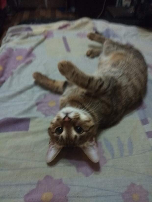 кошка