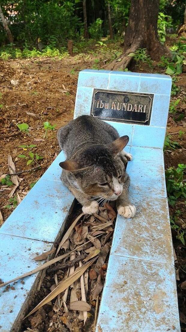 Кошка живет на могиле своей хозяйки на протяжение целого года