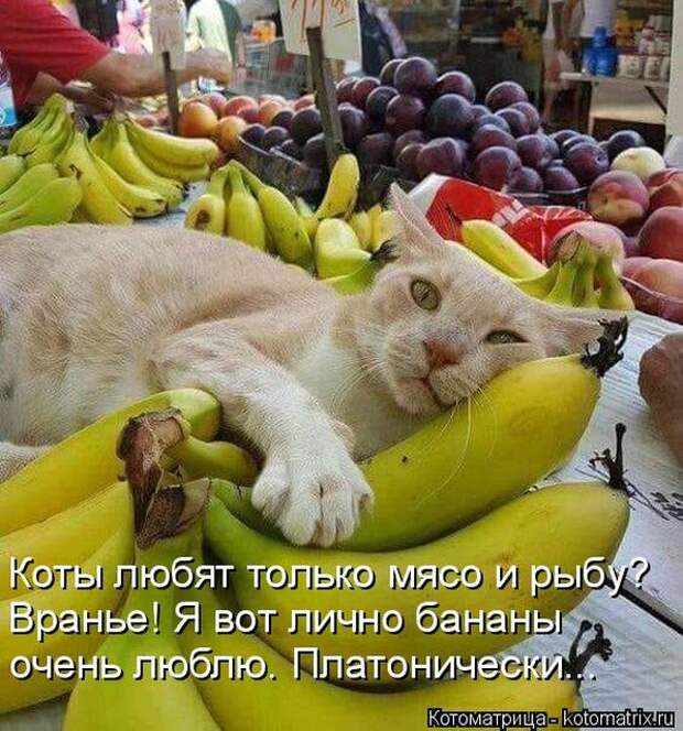 Лучшие котоматрицы недели