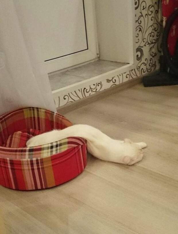 Коты, которые очень устали и крепко спят
