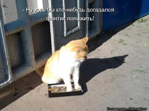 Котоматрицы (картинки с надписями)