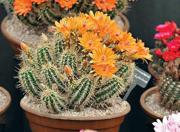 Кактусы уход, кактусы цветение, эхиноцерус, Echinocereus