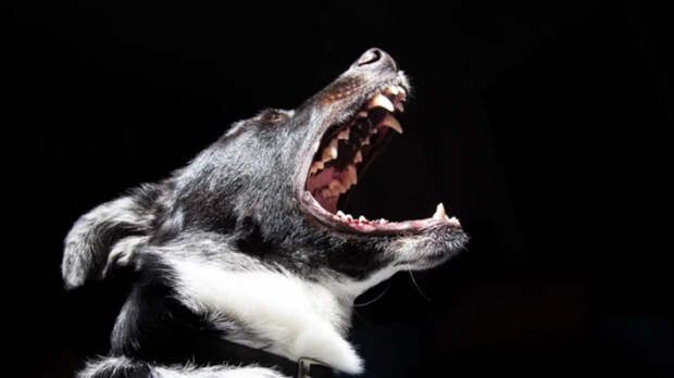Закон, решающий проблему нападения собак на людей, поддержали в Алтайском крае