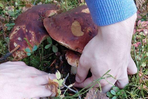 Почему обычной жарки грибов недостаточно: лесная опасность