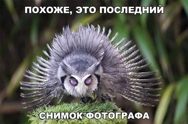 Подборка смешных и веселых картинок с надписями (10 фото) Подборка смешных и веселых картинок с надписями (10 фото)