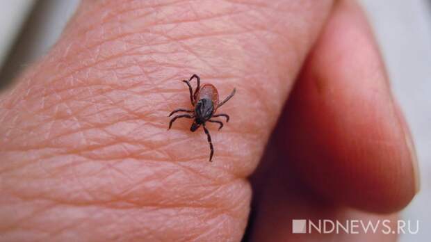 С начала сезона клещи покусали 672 уральцев