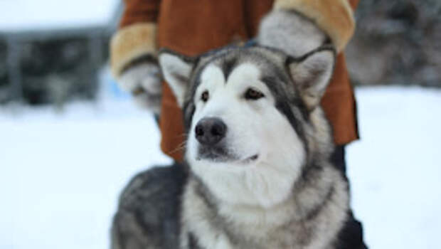 В ходе рейдов жителей Алтайского края штрафуют за самовыгул собак