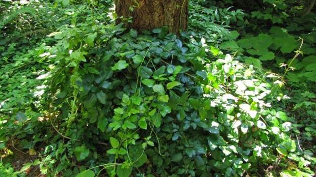 Бокила трёхлистная — представительница флоры, заслуживающая растительного «Оскара»